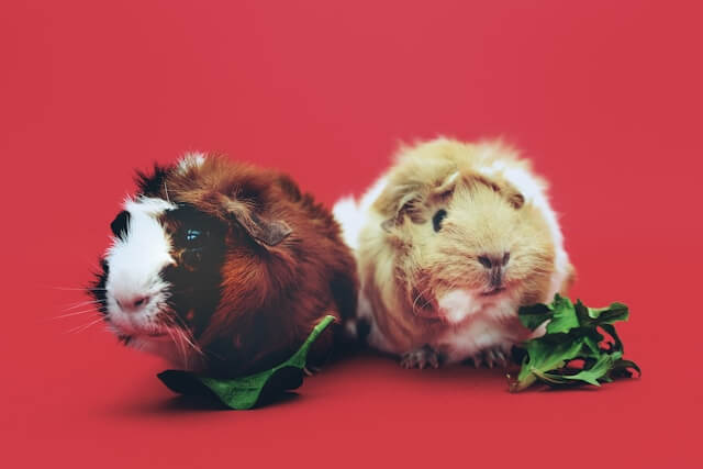 Cute hamsters or guinea pigs in a cozy setting