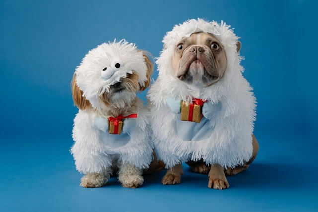 Two dogs wearing matching costumes